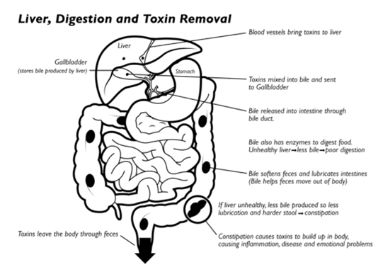 간, 소화 및 독소 제거 이미지